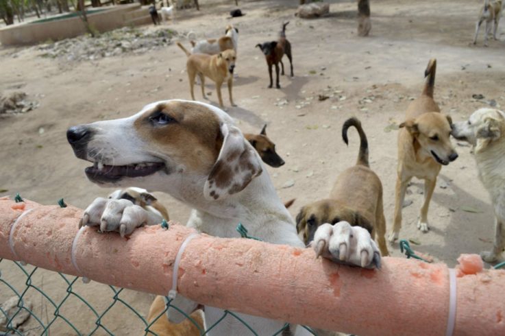 CANCUN, QUINTANA ROO, 14ABRIL2015.- El santuario Tierra de Animales fue fundado en Marzo del 2011 como un refugio para los perros olvidados y abandonados en las calles, los ‘perros callejeros’, ahora tienen un lugar seguro para recuperarse de las condiciones desafortunadas en las que han vivido: solos y abandonados donde Ricardo Pimental quien  es el dueño del santuario ha comenzado a mantener en el lugar a distintos tipos de animales como gatos, gallinas, tortugas, vacas y becerritos.
FOTO: ELIZABETH RUIZ /CUARTOSCURO.COM